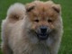 Magnifiques chiots chow chow femelle &agrave; donner
