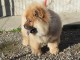 Magnifiques chiots chow chow femelle &agrave; donner