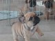 &Agrave; donner chiot bouledogue fran&ccedil;ais rouge fauve