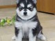 Chiots Pomsky &agrave; adopter