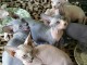 Chatons Sphynx &agrave; vendre tr&egrave;s mod&eacute;r&eacute;s