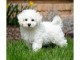 chiots bichon fris&eacute; pr&ecirc;ts pour de nouvelles maisons
