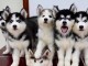 Disponible de suite &agrave; l&rsquo;adoption chiots husky