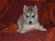 disponible de suite Husky de Sib&eacute;rie