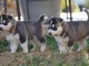 Magnifique 2femelles et male Husky Sib&eacute;rie