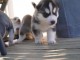 Magnifique 2femelles et male Husky Sib&eacute;rie