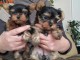   Adorables chiots yorkshire