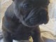 chiot type bouledogue Fran&ccedil;ais