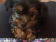  Magnifiques chiots Yorkshire Terrier