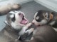 Magnifique 2femelles et male Husky Sib&eacute;rie