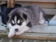 Magnifique 2femelles et male Husky Sib&eacute;rie
