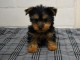  chiot yorkshire trois mois