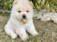 Chiots Race Pure Chow Chow m&acirc;les et femelles