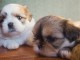 Magnifiques chiots shih tzu lof a donner 