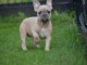 Je donnes chiot bouledogue fran&ccedil;ais femelle