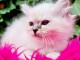 superbes chatons de race Sacre Birmanie LOOF