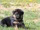 Magnifique Chiots Berger Allemand &acirc;g&eacute;s de 03 Mois