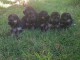 Magnifique Chiots Berger Allemand &acirc;g&eacute;s de 03 Mois