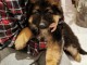 Magnifique Chiots Berger Allemand &acirc;g&eacute;s de 03 Mois