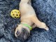 A donner chiot bouledogue fran&ccedil;ais femelle
