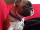 A donner chiot bouledogue fran&ccedil;ais femelle