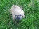 A donner chiot bouledogue fran&ccedil;ais femelle