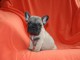 A donner chiot bouledogue fran&ccedil;ais femelle