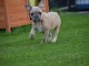 A donner chiot bouledogue fran&ccedil;ais femelle