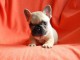 A donner chiot bouledogue fran&ccedil;ais femelle