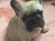 A donner chiot bouledogue fran&ccedil;ais femelle