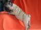 A donner chiot bouledogue fran&ccedil;ais femelle