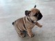 A donner chiot bouledogue fran&ccedil;ais femelle