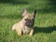 A donner chiot bouledogue fran&ccedil;ais femelle