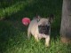 &Agrave; donner chiot bouledogue fran&ccedil;ais rouge fauve
