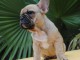 &Agrave; donner chiot bouledogue fran&ccedil;ais rouge fauve