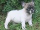 A donner chiot bouledogue fran&ccedil;ais femelle