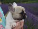 A donner chiot bouledogue fran&ccedil;ais femelle
