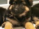 magnifiques Chiots Berger Allemand LOF 1 m&acirc;le et femelles