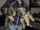 magnifiques Chiots Berger Allemand LOF  m&acirc;le et femelles