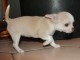 A donn&eacute; chiot chihuahua beige/blanc femelle