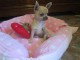 Donne Sublime mini m&acirc;le et femelle chihuahua LOF 3 mois 