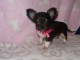 Donner chiot b&eacute;b&eacute;s chihuahua femelle