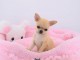 A donner chiot chihuahua tr&egrave;s belle femelle