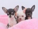A Donner Chiot Chihuahua tr&egrave;s belle femelle inscrit &agrave; lof