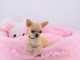 A donner chiot chihuahua tr&egrave;s belle femelle