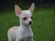 A donner chiot chihuahua tr&egrave;s belle femelle