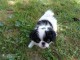 offre adorable chiots pure race  &Eacute;pagneul japonais