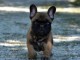 Superbe bouledogue fran&ccedil;ais a donner