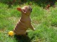 disponible de suite bouledogue fran&ccedil;ais