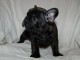 disponible de suite bouledogue fran&ccedil;ais